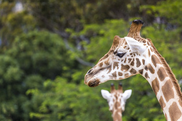 Giraffe head with neck over green background