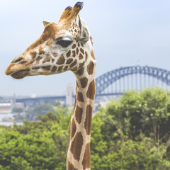 Giraffes at Zoo with a view of the skyline of Sydney in the back