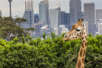 SYDNEY, AUSTRALIA - DECEMBER 27, 2015. Giraffes at Taronga Zoo w - obrazy, fototapety, plakaty