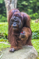 The adult male of the Orangutan in the wild nature. Island Borne
