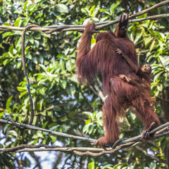 The adult male of the Orangutan in the wild nature. Island Borne