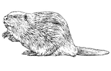 Beaver on white © kopylov