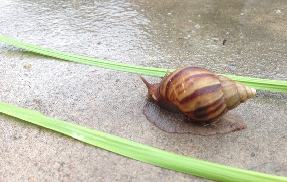 Closed up snail crawl in graden