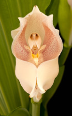Anguloa orchid