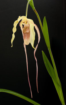 Anguloa orchid