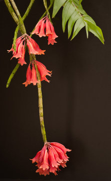 Dendrobium lawesii 