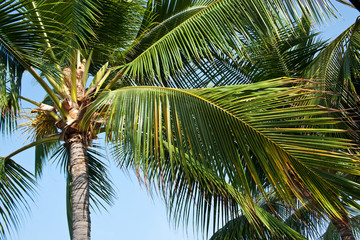 palm trees