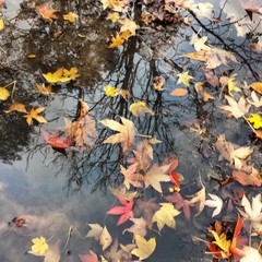 Leaves in a autumn rainy day