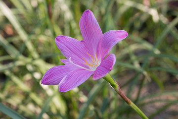 Purple zephyranthes flower (Zephyranthes carinata).