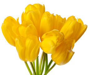 Spring Tulips Isolated