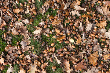 View of acorns on green grass, overhead shot 