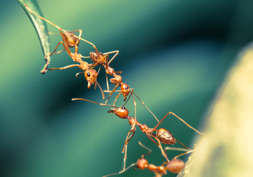 Ant bridge unity