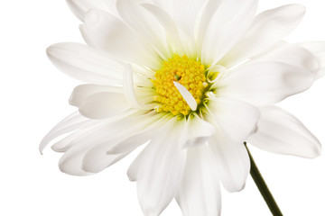 Fototapeta premium daisy