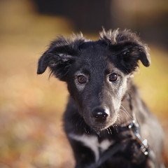 Portrait of a black not purebred puppy