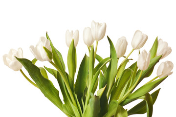 Spring Tulips in white