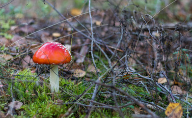 Poisonous Amanita mushroom.