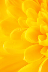 Obraz premium Yellow Chrysanthemum Flower Petals