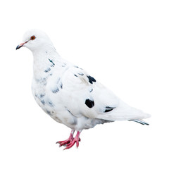 A pigeon, isolated on white background