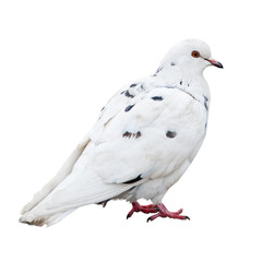 A pigeon, isolated on white background