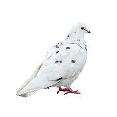 A pigeon, isolated on white background