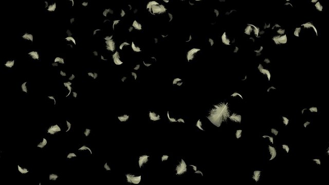 羽根の雨, アルファチャンネル付き透明背景&シームレスループ動画