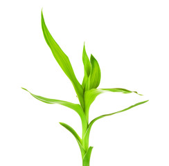 Fototapeta premium Green Bamboo Sprout