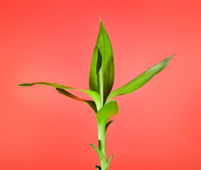 Green Bamboo Sprout