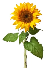 Fotobehang sunflower isolated © Christine