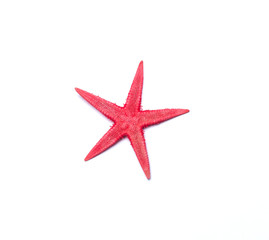 Fototapeta na wymiar Red starfish