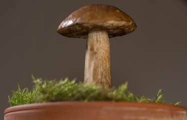 Mushroom in the pot. Isolated on gray backgroind. Close up.