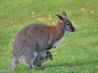 Red-necked Wallaby (Macropus rufogriseus) - obrazy, fototapety, plakaty