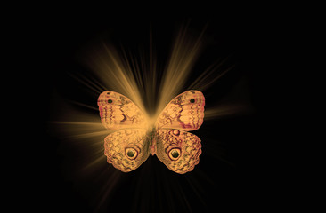 The butterfly on the black background with light