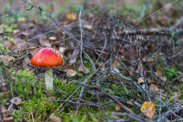 Red cap mushroom. Close up.