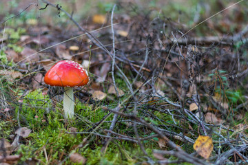 Autumn road landscape. Colorful foreset