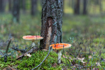 Poisonous mushroom. Amanita mushroom