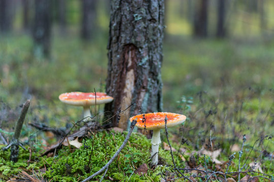 Poisonous mushroom. Amanita mushroom