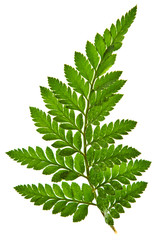green fern leaf isolated