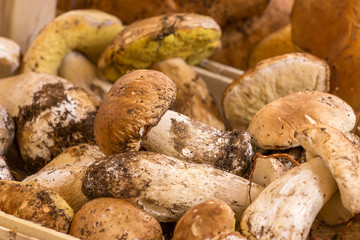 Close up bunch of Porcini mushrooms at the market in Italy