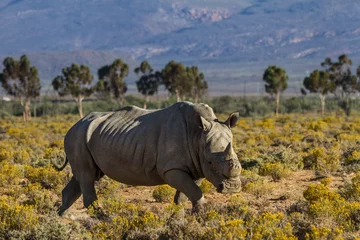 Papier peint photo autocollant rond Rhinocéros Rhino - ZA