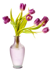 Purple Spring Tulips Isolated