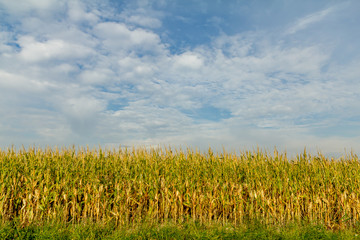 maize field