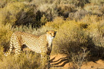 Safari - Cheetah