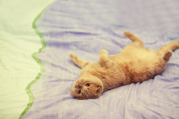 Scottish fold cat lying on her back on a blanket