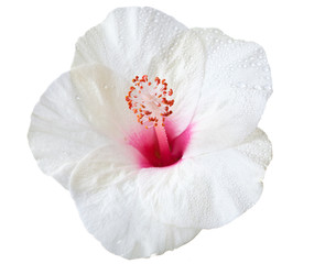 hibiscus flower - obrazy, fototapety, plakaty