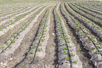 Grow up young salad  Rows of Agricultural farming  field