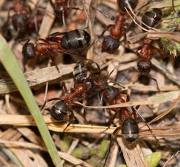 ants on the ground
