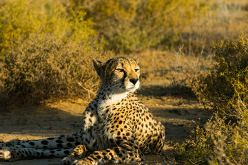 Safari - Cheetah