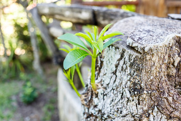 small trees growing on old timber