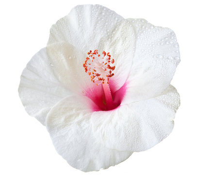 hibiscus flower