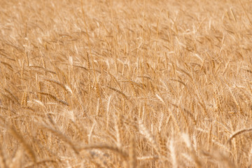 wheat field as background